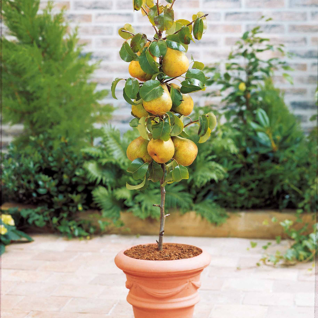 Collection de 4 mini-fruitiers d'été - Pyrus communis, Prunus salicina ...