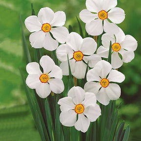 Narcissus 'Fortune', 'Rijnveld Early Sensation', 'Actaea' - Collection de 30 Narcisses Fortune et Rijnveld Early Sensation - Narcisse