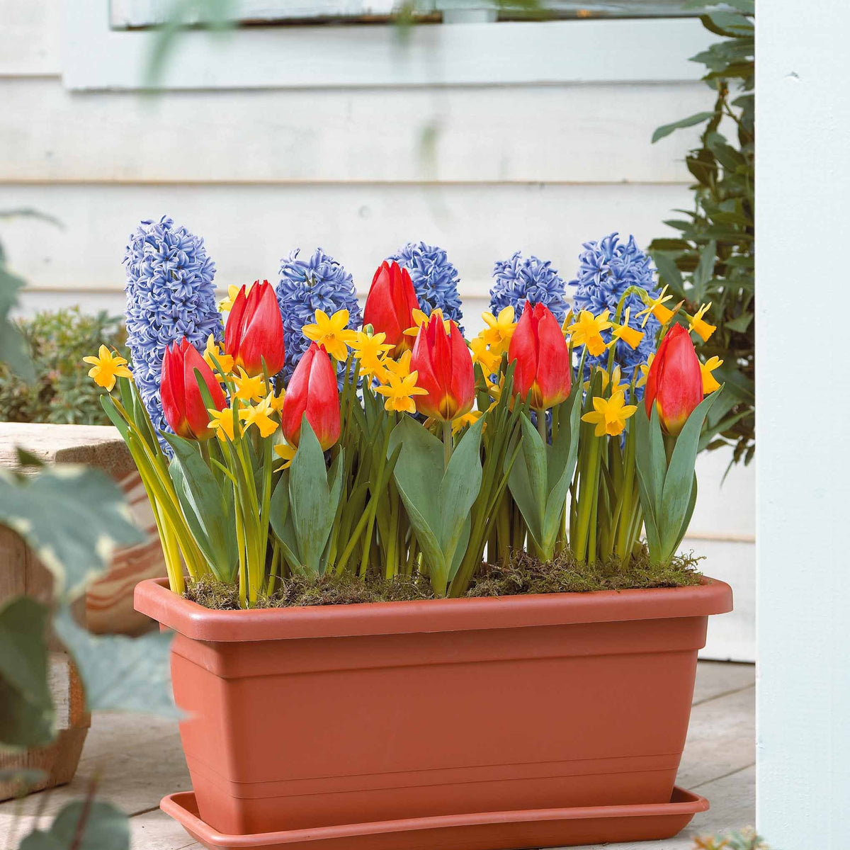 Collection Le printemps à la fenêtre - Hyacinthus 'blue jacket',narcissus 'tête à tête', - Plantes