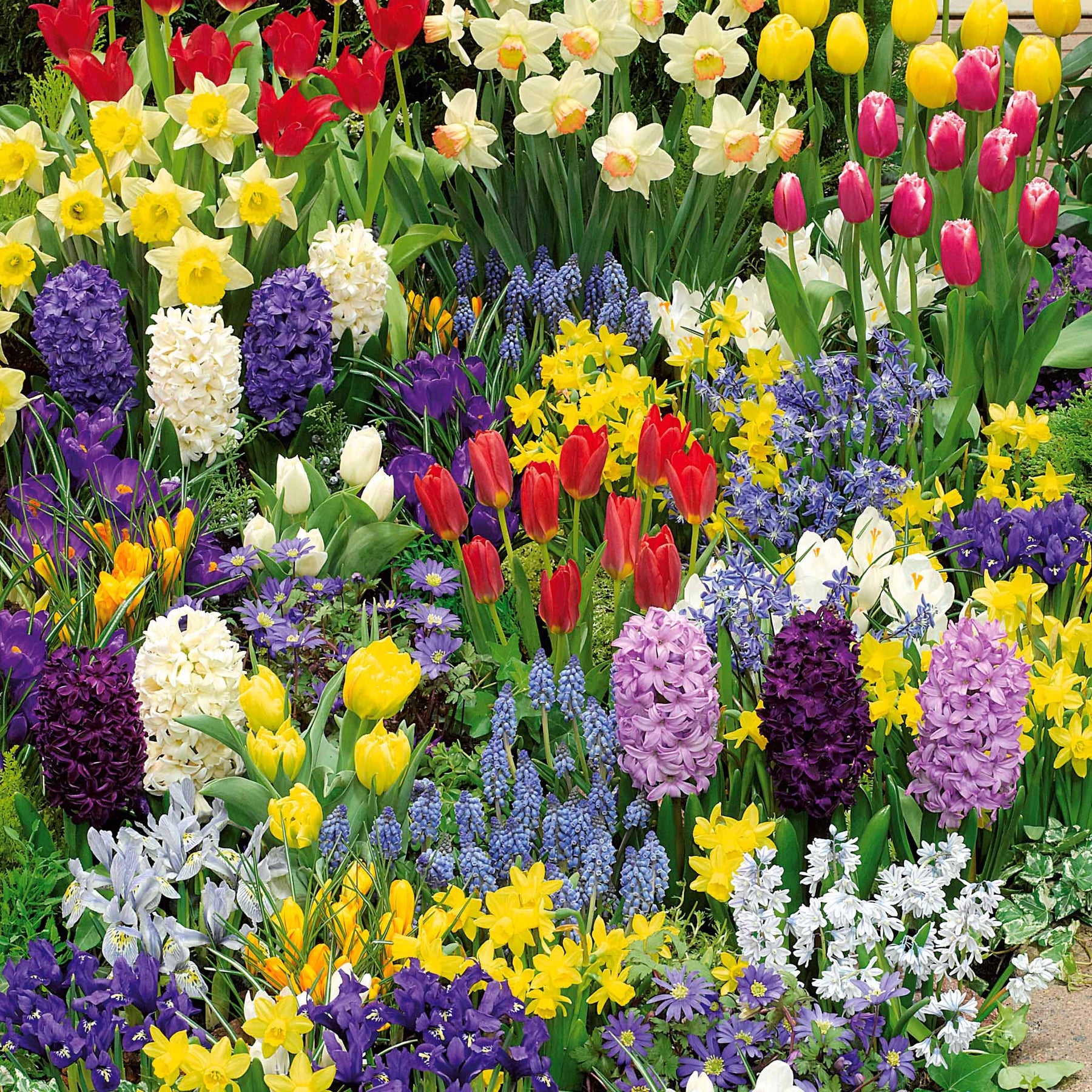 Collection de 200 Bulbes à floraison printanière - Bulbes à fleurs
