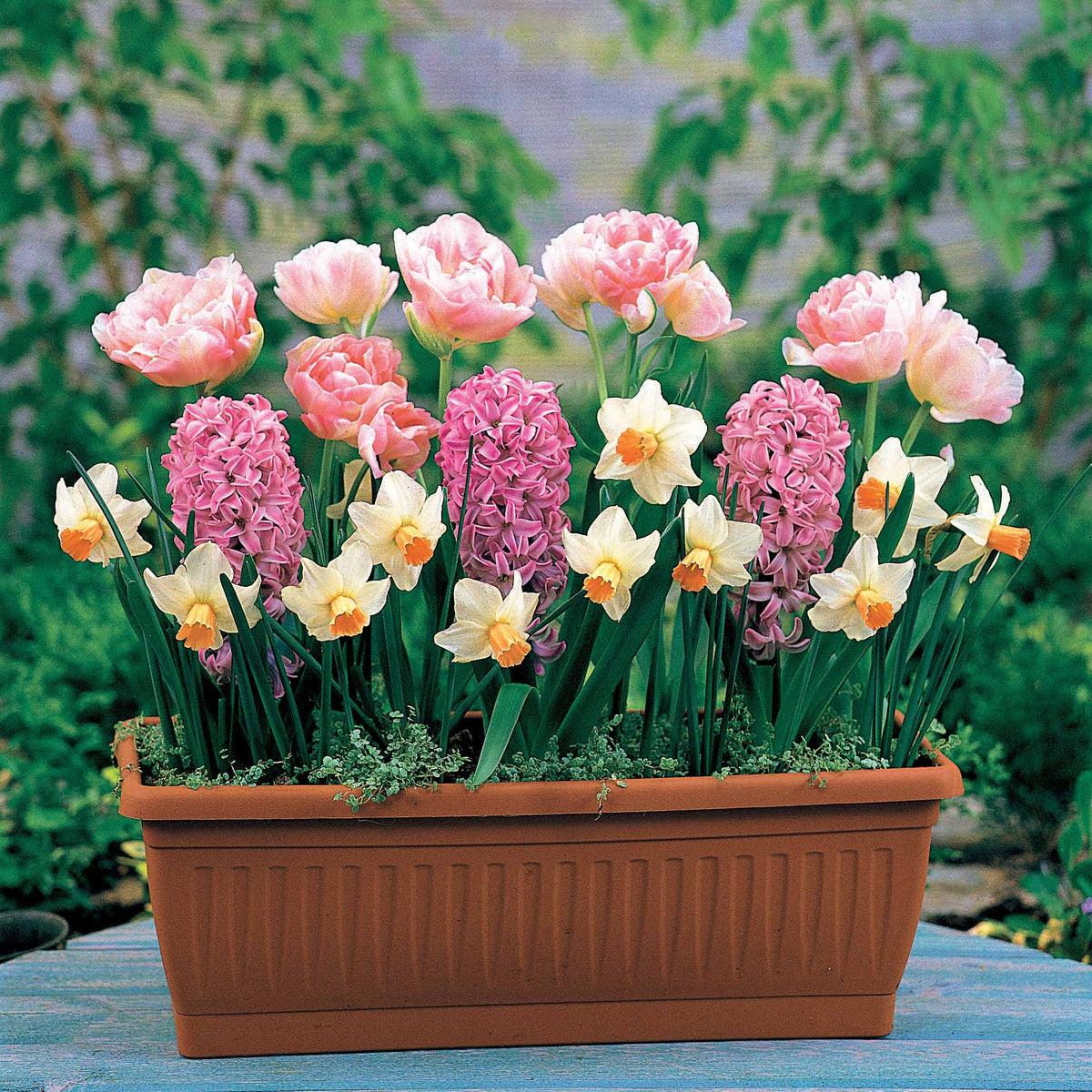 Bulbes à floraison printanière en mélange - Tulipa Angélique, Hyacinthus Fondant - Plantes