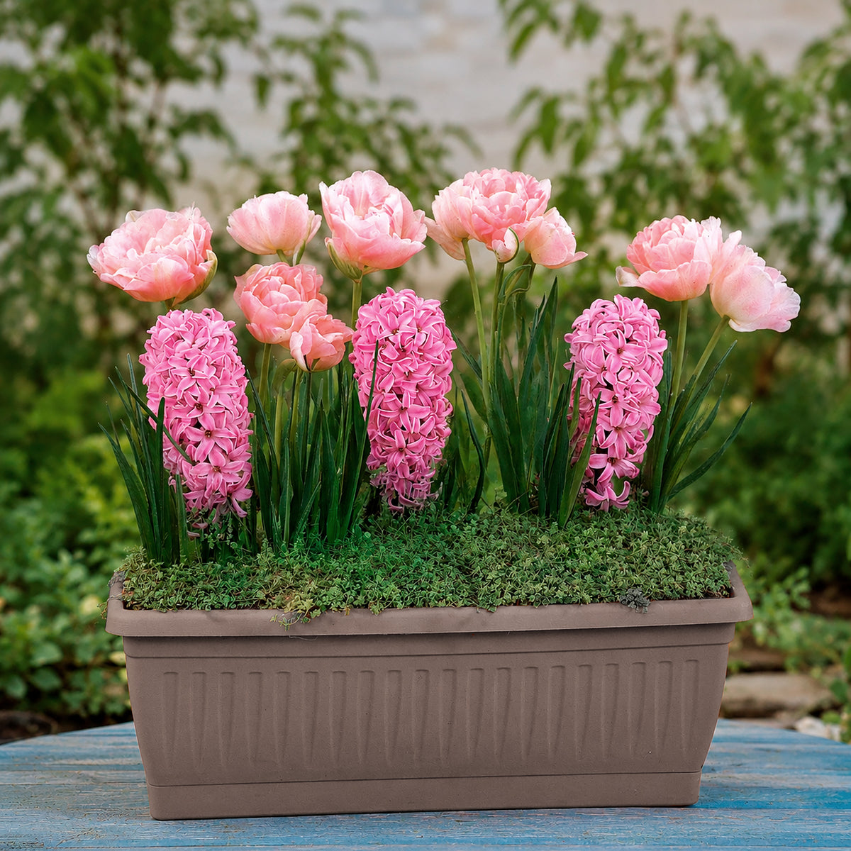 13 Bulbes à floraison printanière en mélange - Willemse