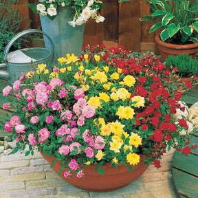 Collection de 3 mini-rosiers pour balcon - Rosa - Plantes
