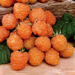 Collection de 12 Framboisiers : Marastar,Fallgold, Sumo - Rubus idaeus marastar ®, sumo 2, fallgold - Plantes
