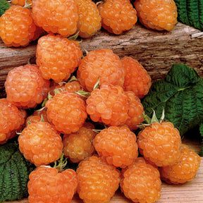 Collection de 6 Framboisiers : Sumo 2, FallGold, Marastar - Rubus idaeus marastar ®, sumo 2, fallgold - Collections de fruitiers