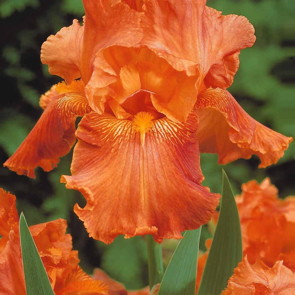 6 Iris de jardin noire, orange, rosé en mélange - 2iris profondeur de champ (depht of field) + 2 ir - Fleurs vivaces