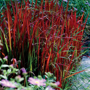 3 Graminées colorées en mélange - Imperata cylindrica Red Baron, Carex oshimensis Evergreen, Festuca glauca - Plantes vivaces