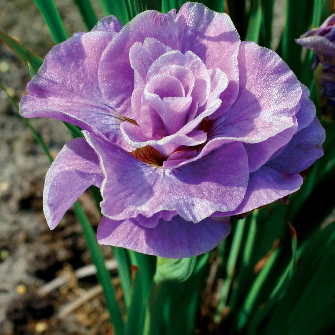 Iris sibirica Double Standard,  Concord Crush,  Pink Parfait