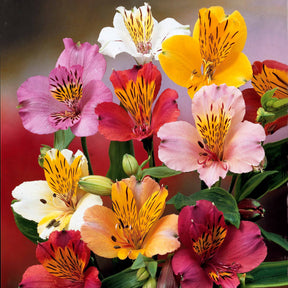 3 Lys des incas en mélange - Alstroemeria - Fleurs vivaces