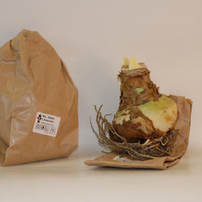 Collection de 2 Amaryllis géantes - Amaryllis barbados , exposure