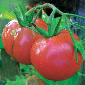 Collection de Tomates