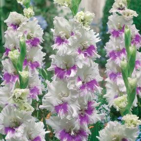 Collection de 30 Glaïeuls perroquets - Gladiolus 'kirov','saratov','katherina'