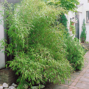 Collection de 3 Bambous : vert, jaune, rouge - Phyllostachys bisseti, aureosulcataaureocaulis,far - Arbustes