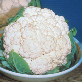 Collection de choux - Willemse