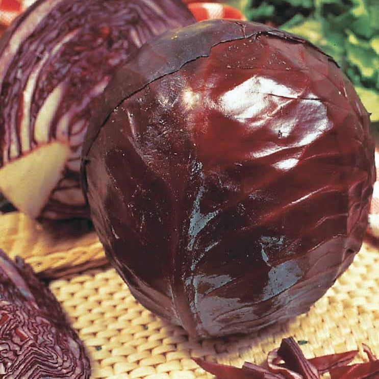 Collection de choux (vertus, boeuf, tête noire, merveille, igor) - Collection de choux - Choux