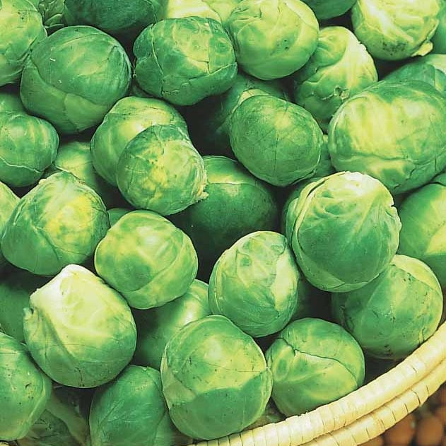 Vente Collection de choux - Collection de choux (vertus, boeuf, tête noire, merveille, igor)