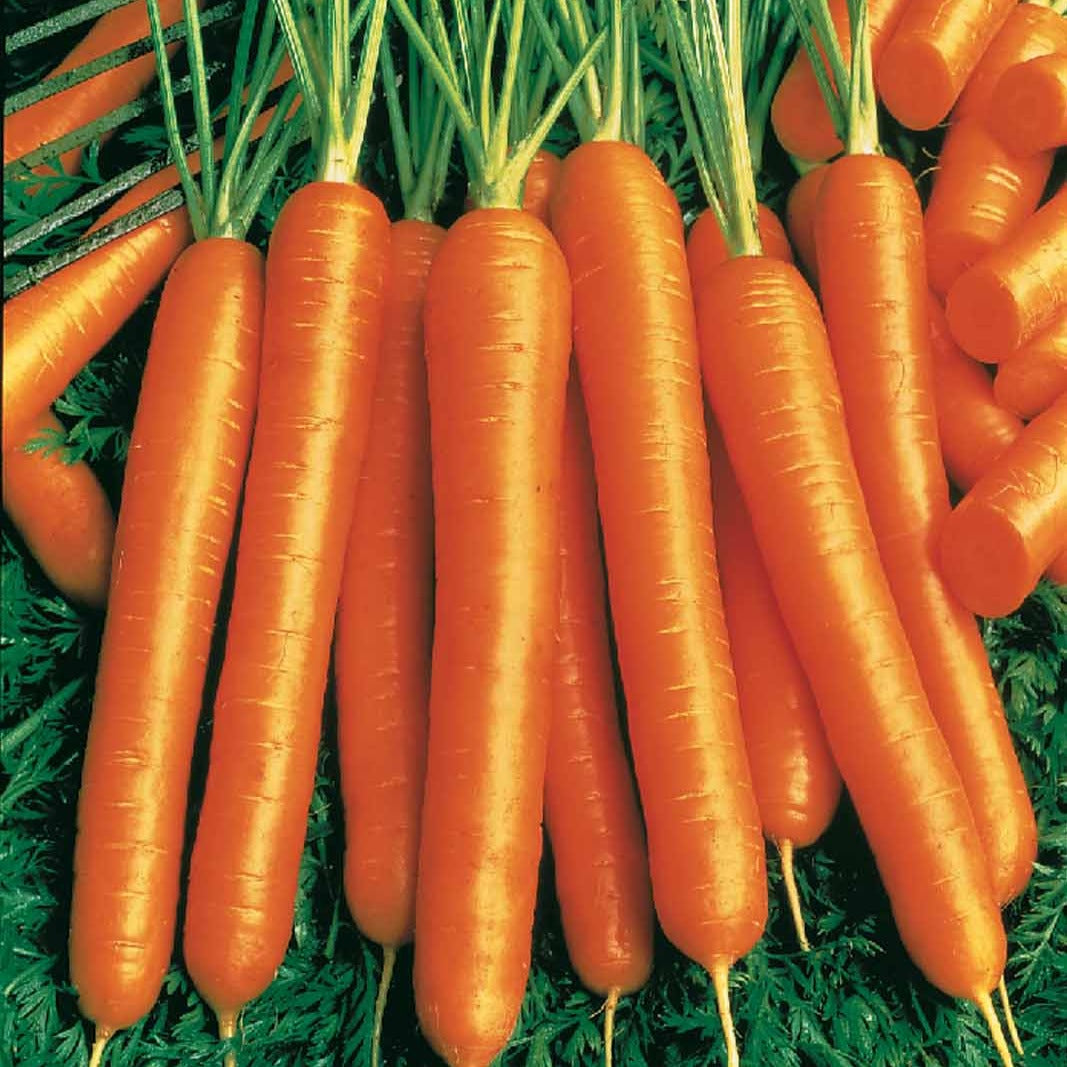 Collection de carottes : Nantaise, Carentan, Colmar