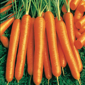 Collection de carottes : Nantaise, Carentan, Colmar - Collection de carottes: 40g Nantaise, 5gCarentan, 5 g Colmar - Graines de fruits et légumes
