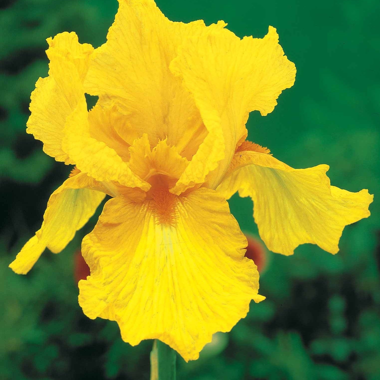 Collection d'Iris de jardin : Lasso, Bordure, Sangreal - Iris germanica  (2 lasso, 2 bordure, 2 sangreal) - Fleurs vivaces