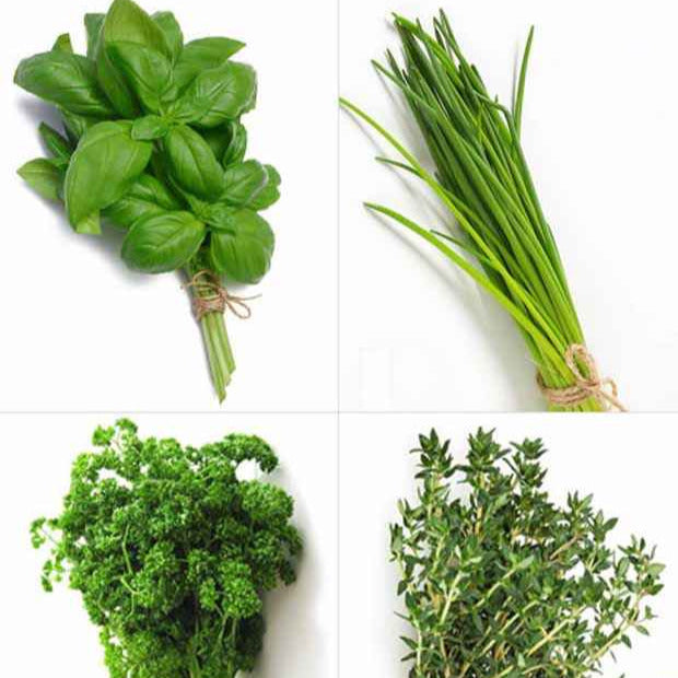 Collection de 4 Plants Aromatiques basilic, ciboulette, persil, thym