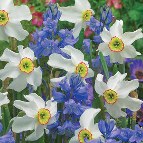 Bulbes pour massifs blancs et bleus en mélange - Narcissus recurvus, Hyacinthoides hispanica - Plantes