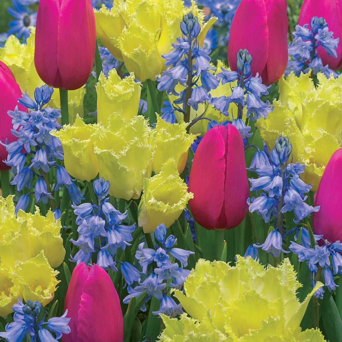Bulbes pour massif tricolore en mélange - Tulipa rundal palace, tulipa yosemite, hyacinthoid - Plantes