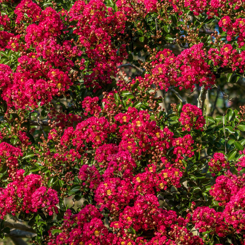 Lagerstroemia Indica 'Rubra' - Vente Lilas Des Indes Rouge Bordeaux