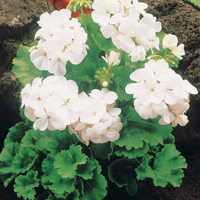 Collection de 6 Géraniums : rouges, blancs, abricot - Pelargonium zonale - Plantes vivaces