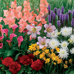 31 Bulbes à floraison estivale en mélange - Willemse