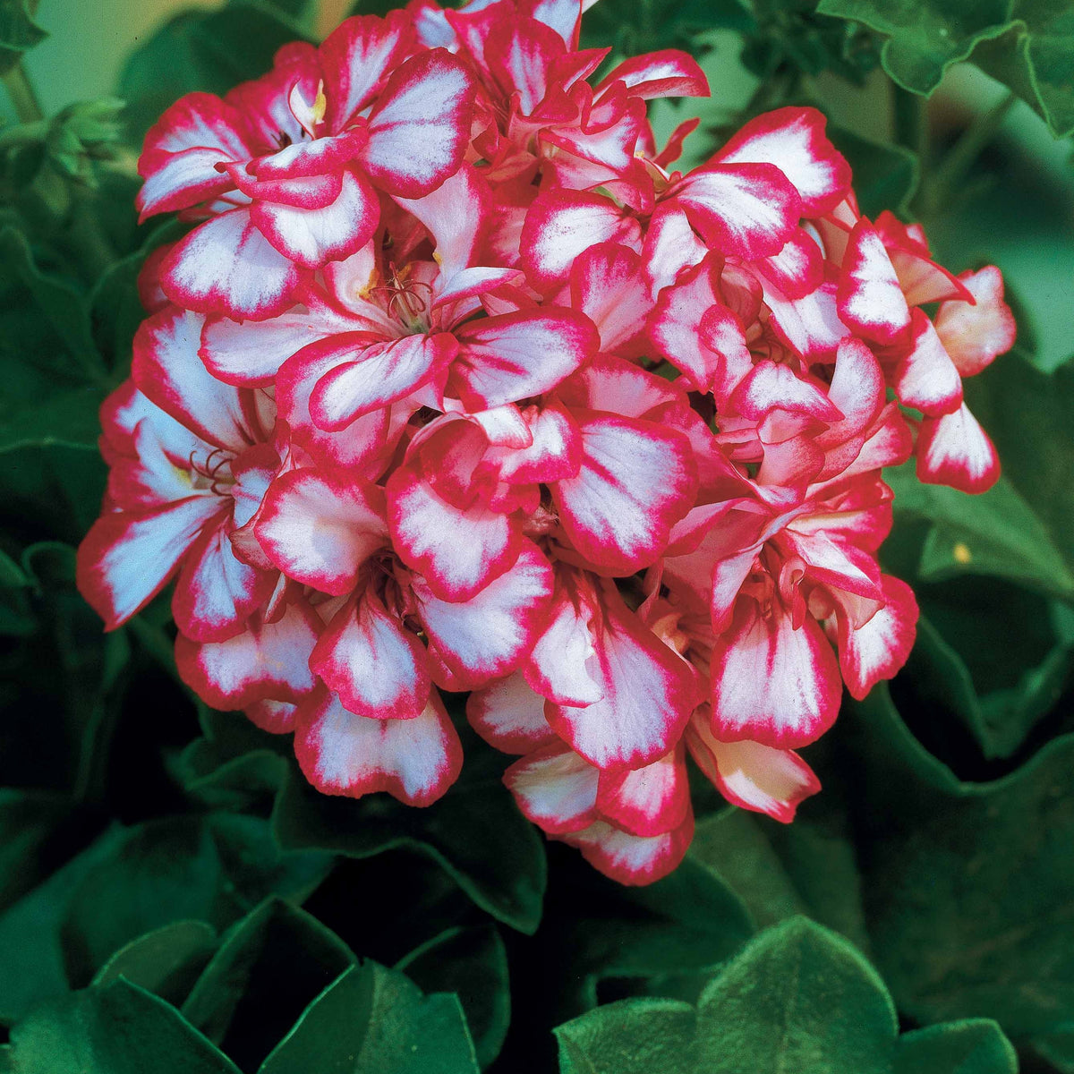 Collection de Géraniums-lierres : rouge et bicolore