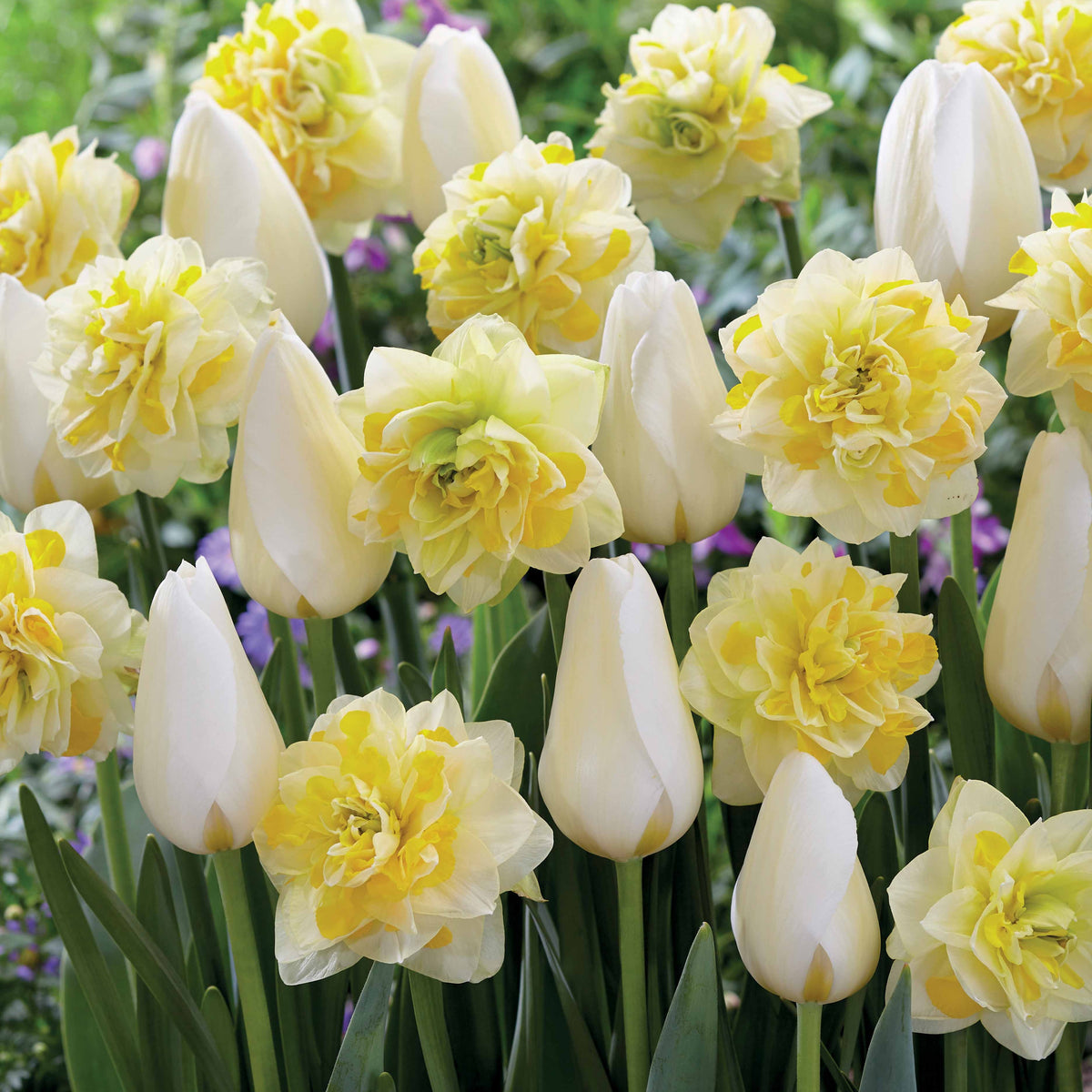 30 Bulbes De Tulipe Pomponette Jaune - Taille 11/12, Fleurs Doubles, Floraison Printanière, Résistants à L'hiver