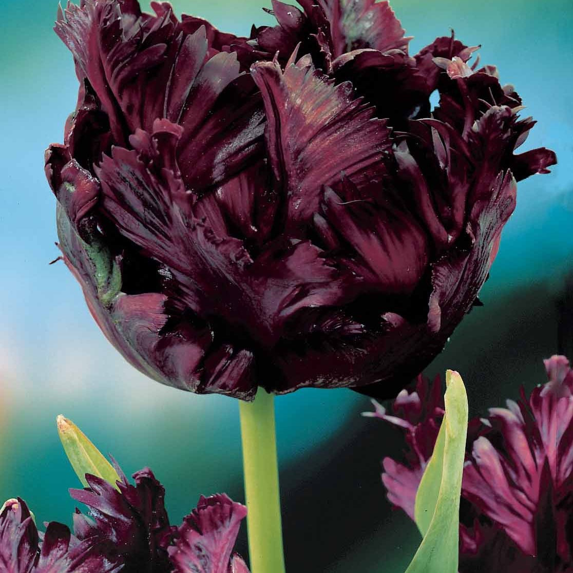 Collection de 24 Tulipes perroquet : Princesse Irene, Black Parrot, Apric - Tulipa (princesse  irene, black parrot, apricot pa