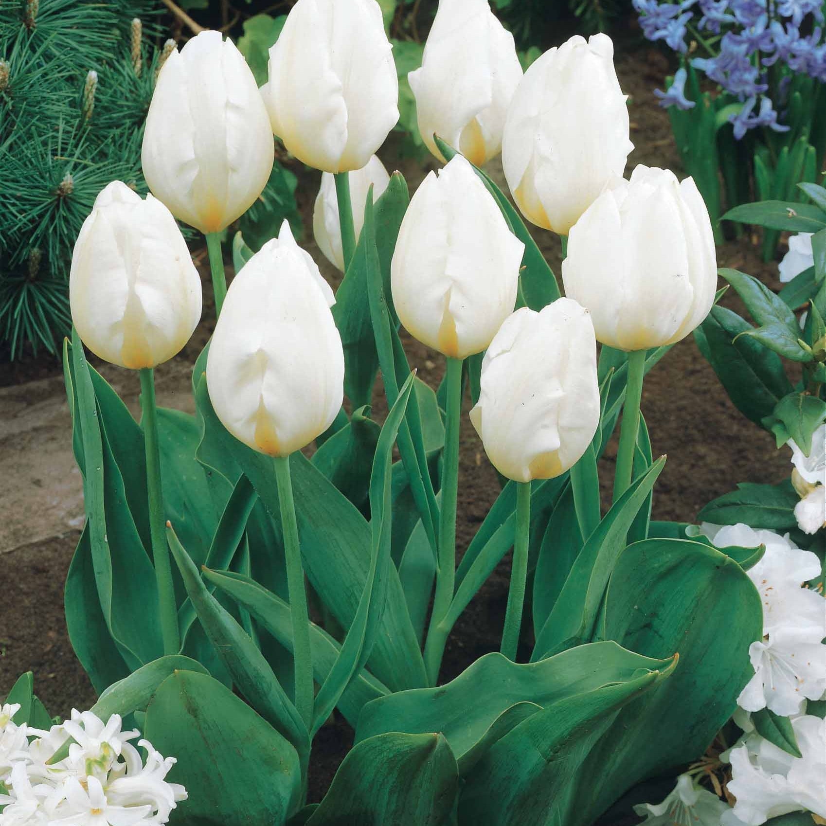 Collection de 20 Tulipes à longues tiges - Tulipa - Bulbes à fleurs