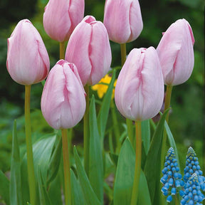 Collection de 20 Tulipes à longues tiges - Tulipa - Tulipe
