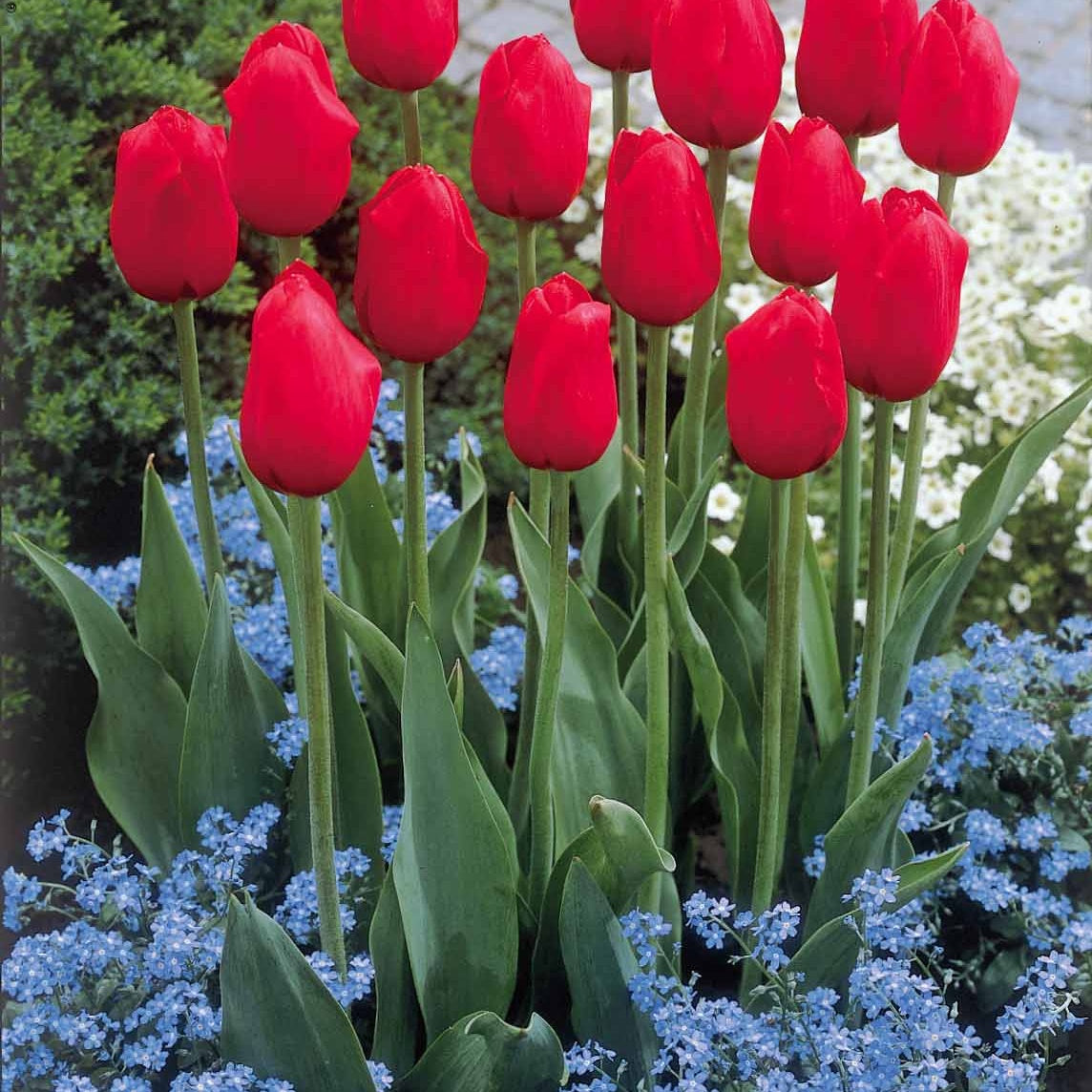 Collection de 20 Tulipes à longues tiges - Tulipa