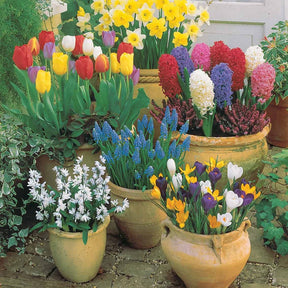 Collection de 75 Bulbes pour terrasse et jardin - Tulipa, narcissus, hyacinthus, crocus, muscaris, p - Plantes