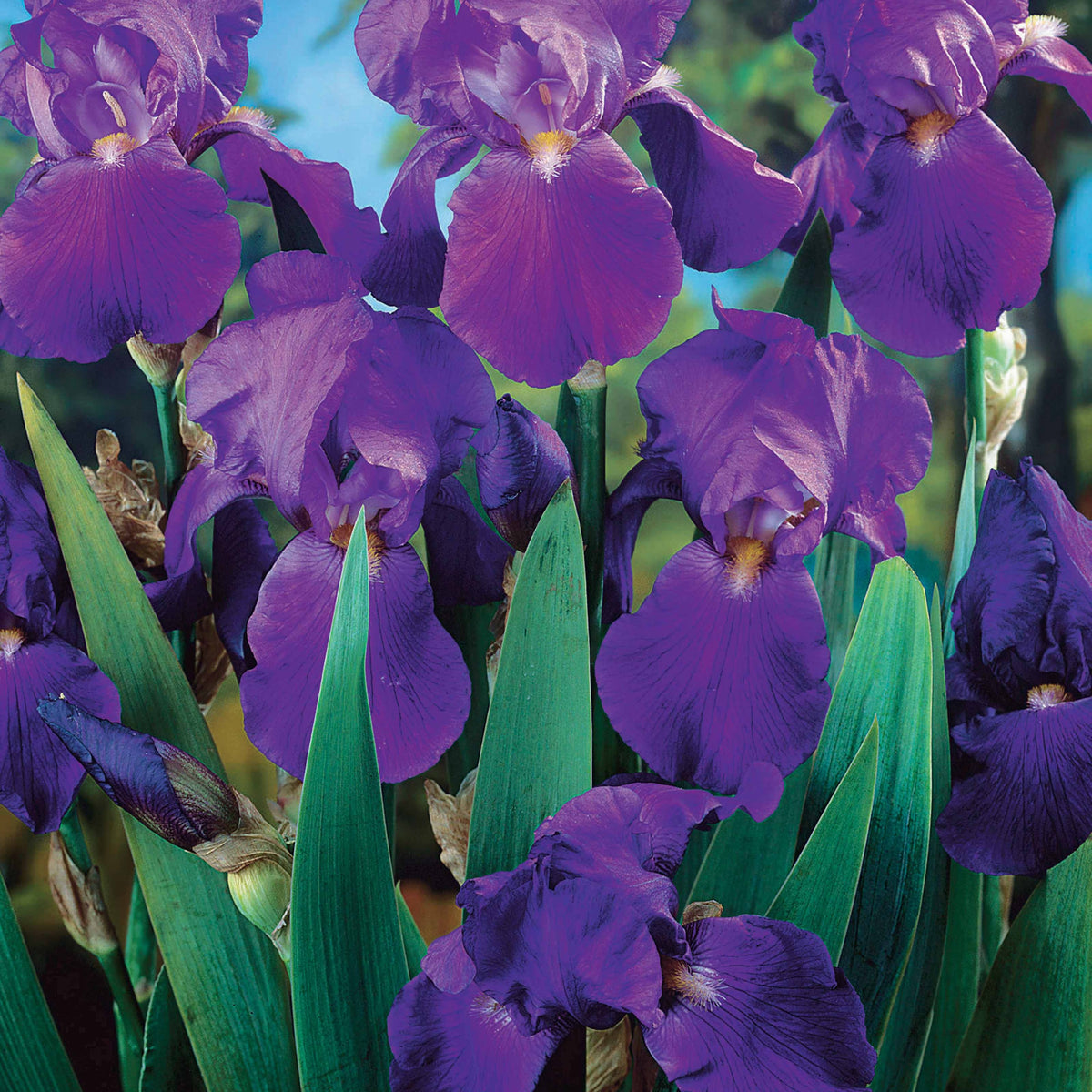 Collection d'Iris remontants Autumn Encoree et Lovely Again - Iris germanica autumn encore, lovely again - Plantes vivaces