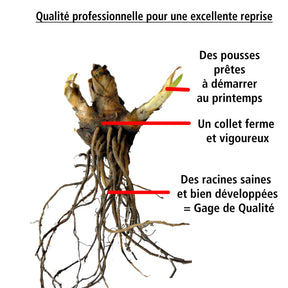 Fleurs vivaces - Collection de 6 Iris remontants Autumn Encoree et Lovely Again - Iris germanica autumn encore, lovely again