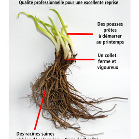 Vente Collections de vivaces - Collection de 11 plantes vivaces pour massifs champêtres