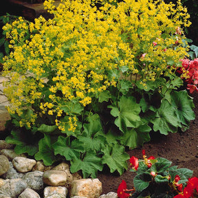 Collection de plantes vivaces à floraison jaune - Solidago luteus, alchemilla mollis, hemerocallis stella de oro - Plantes vivaces