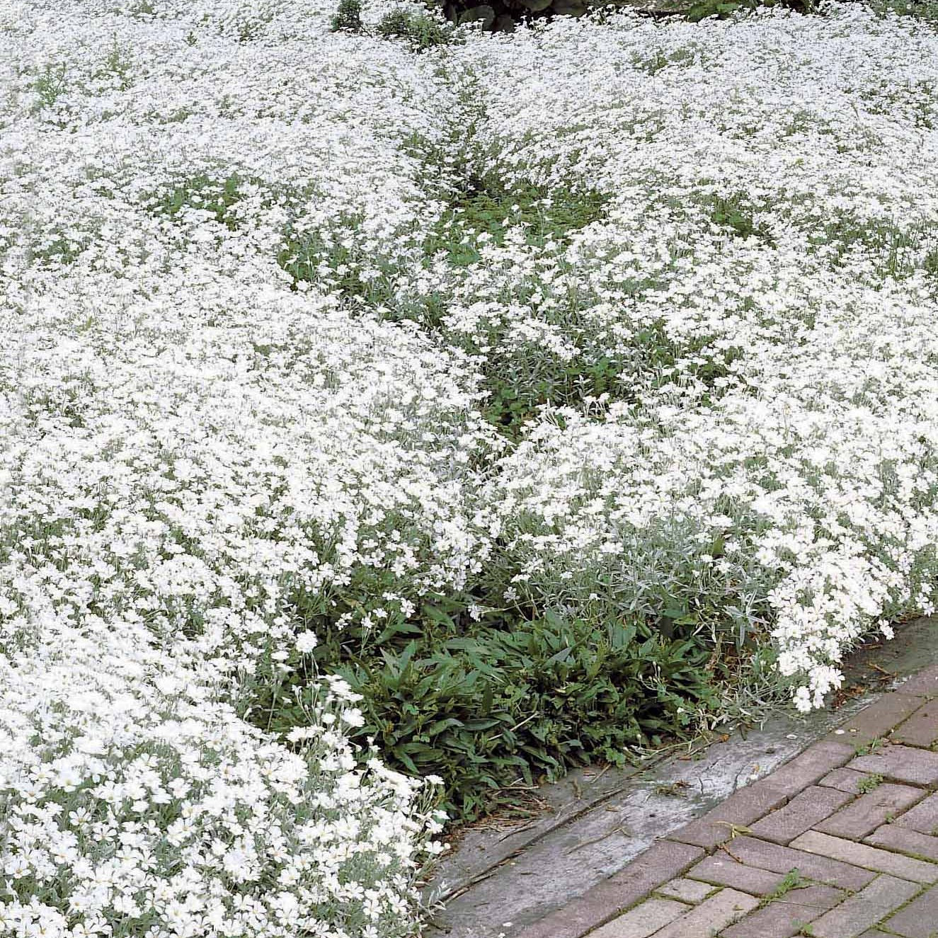 Collection de 9 plantes vivaces à fleurs blanches - Agapanthus, cerastium tomentosum, gaura lindheimeri, geranium pratens