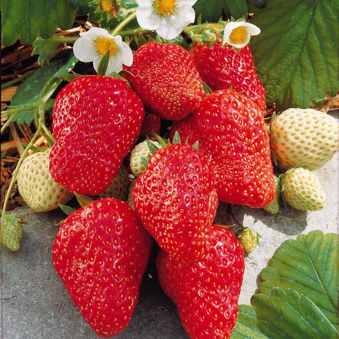 Collection de Fruitiers à fruits rouges - Rubus idaeus 'sumo 2', ribes rubrum 'rovada', frag - Fruitiers Arbres et arbustes