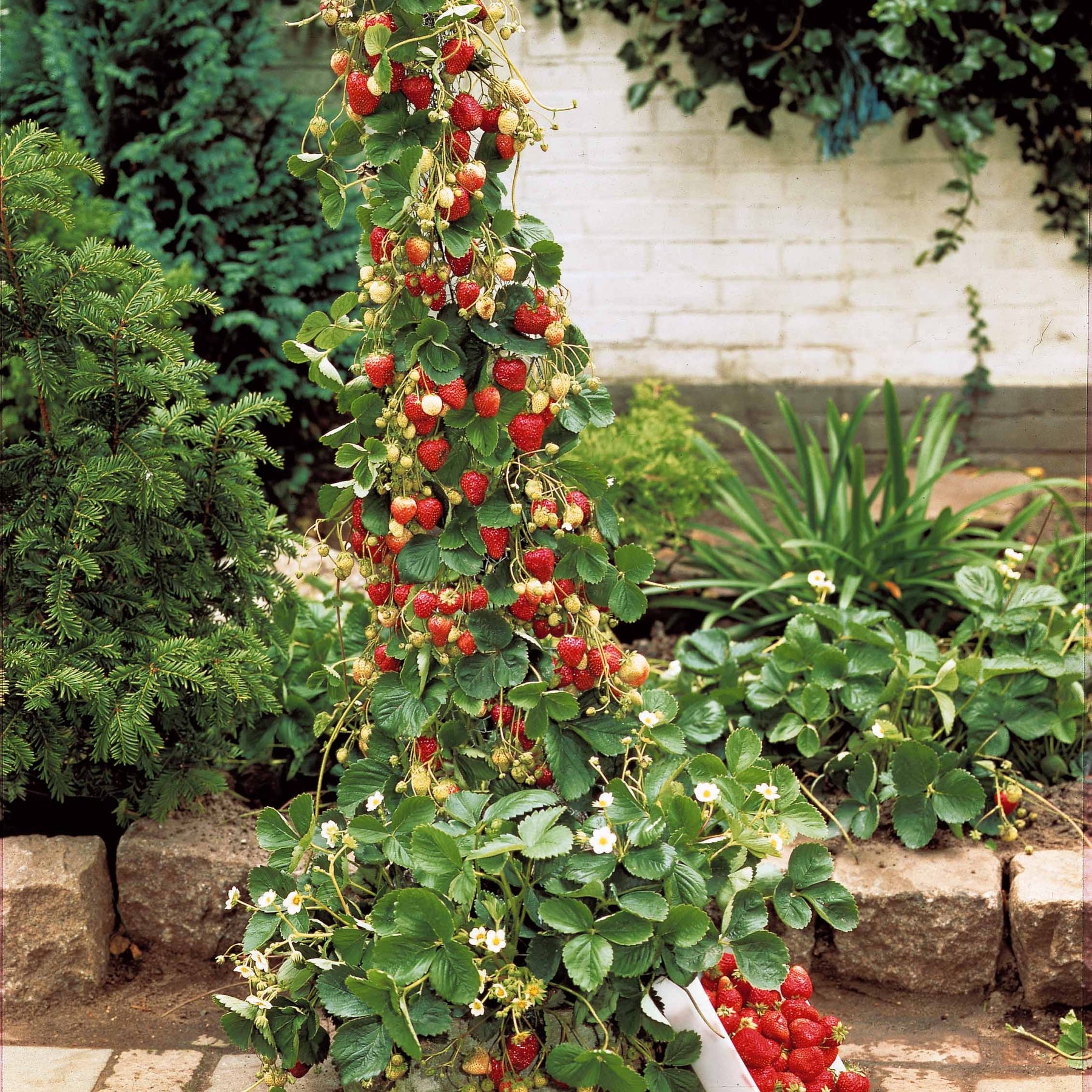 Collection de Fruitiers à fruits rouges - Rubus idaeus 'sumo 2', ribes rubrum 'rovada', frag - Collections de fruitiers