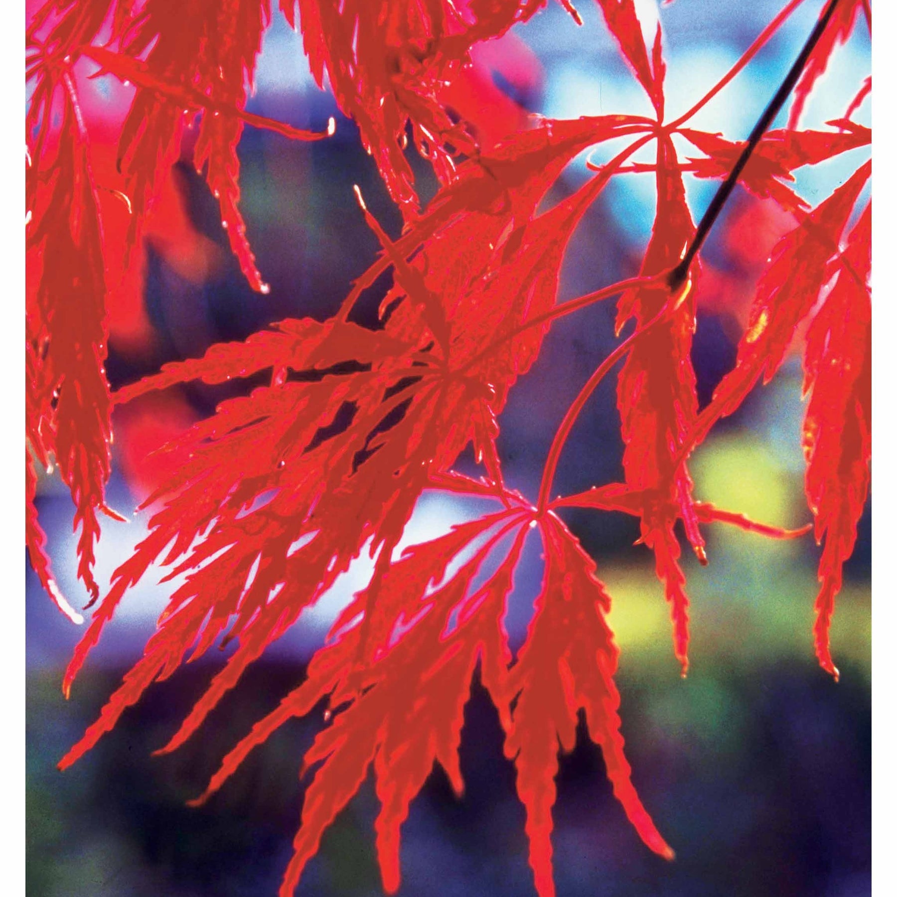 Collection de 3 arbustes pour jardin japonais - Fargesia scabrida, cornus controversa, acer palmat