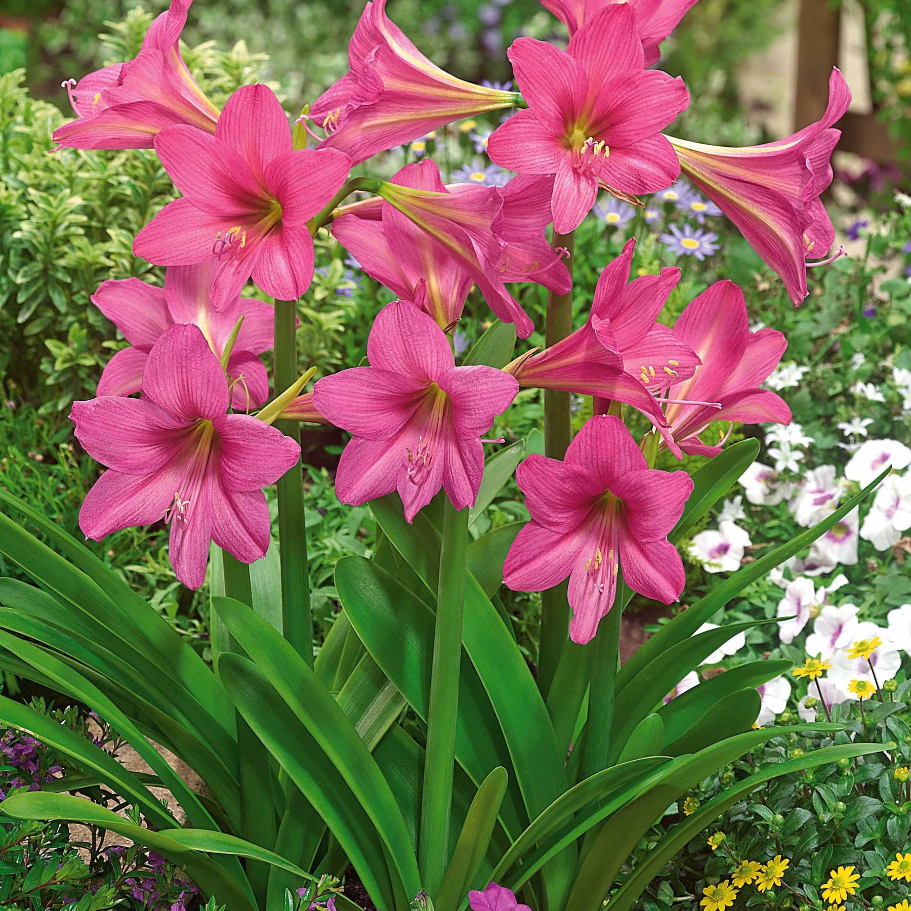 3 Amaryllis sonatini en mélange - Amaryllis sonatini(eye catcher, douceur sucré, whi - Willemse