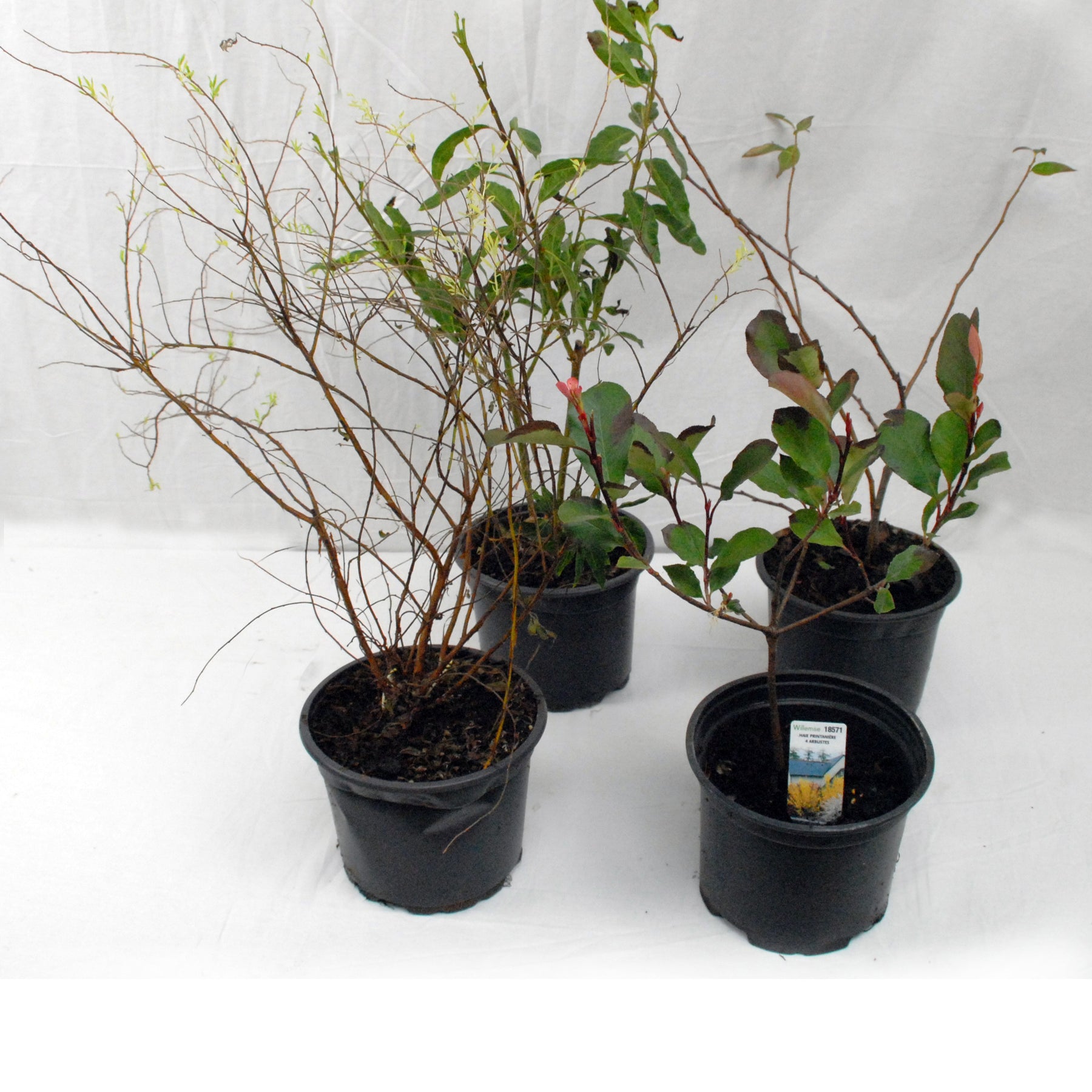 Collection Haie printanière - 4 arbustes - Photinia, Forsythia, Spireae Grefsheim , Chaneomeles - Plantes