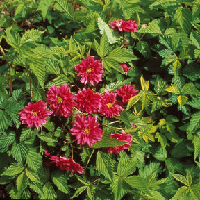Ronce d'ornement Olympic Double - Rubus spectabilis olympic double - Plantes