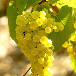Collection de 3 Viticoles : Vitis vinifera Pinot, Merlot, Chardonnay - Vitis vinifera Pinot, Merlot, Chardonnay - Fruitiers Arbres et arbustes