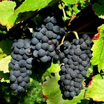 Collection de 3 Viticoles : Vitis vinifera Pinot, Merlot, Chardonnay - Vitis vinifera Pinot, Merlot, Chardonnay - Vigne