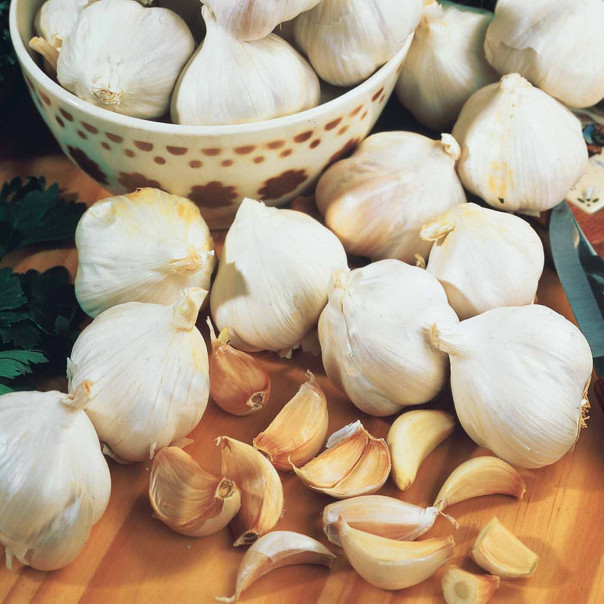 Collection d'Ails rose et blanc - Allium sativum - Willemse